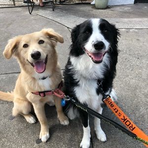 ROK Straps Leash, Large, Black 36” long